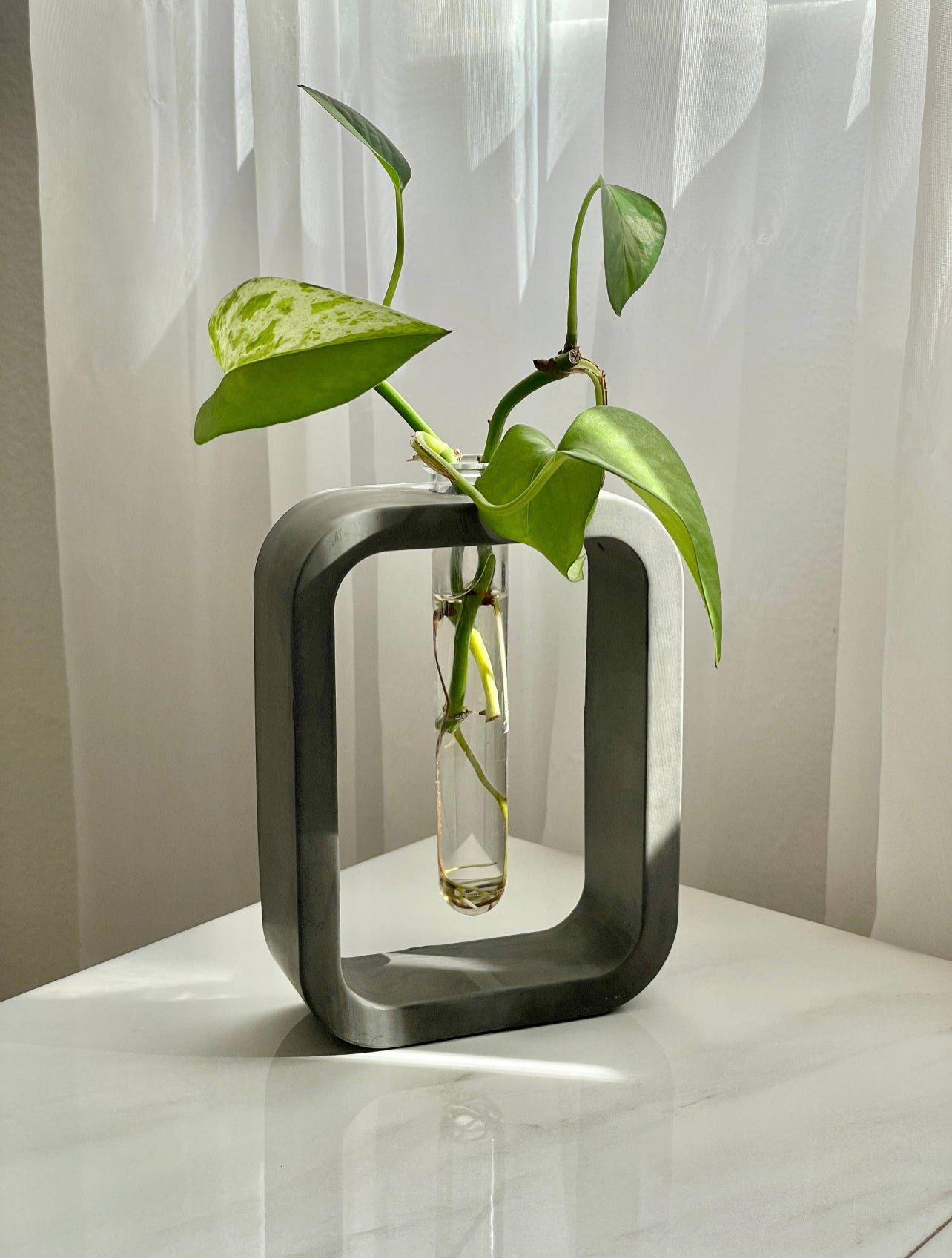 Cement Plant Propagation Vase
